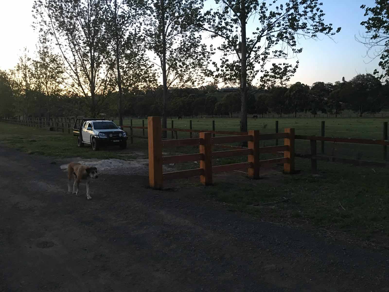 Timber post-and-rail fence by a rural driveway at dusk, with a dog